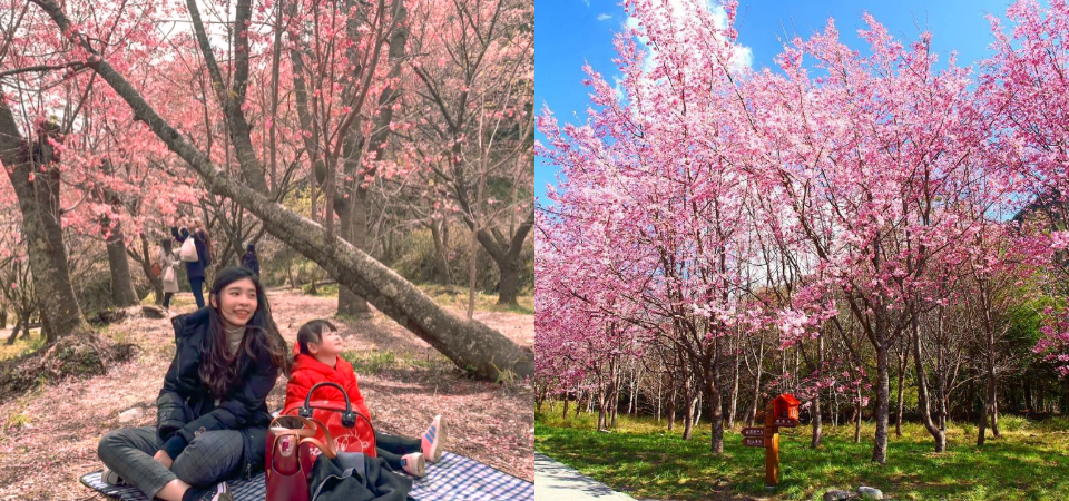 2022 台中「武陵櫻花季」登場！交通資訊、票價、賞櫻路線懶人包，過年出遊、走春就來這浪漫吧！