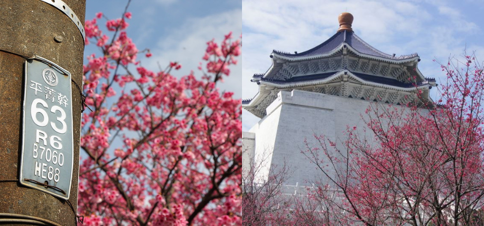 「台北賞櫻景點」推薦這 5 處！超過千棵櫻花海在三峽熊空茶園，最浪漫櫻花步道中正紀念堂、陽明山就能看到！