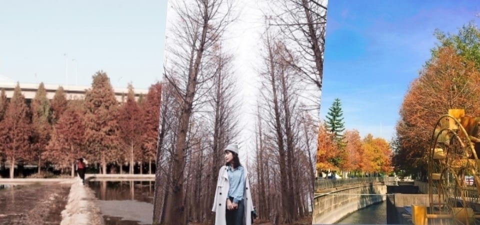 彷彿置身國外般如詩如畫的景色裡，盤點三個絕美「落羽松秘境」全都在台灣！