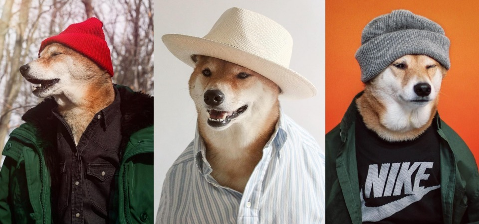 超人氣男模不是人？紐約最潮柴犬 Bodhi 報到，百變穿搭風格吸引 30 萬人追蹤