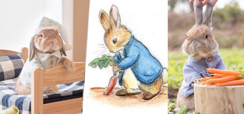 太可愛了，是真的彼得兔！擁有 67 萬粉絲的日本小兔子穿衣服讓人超融化