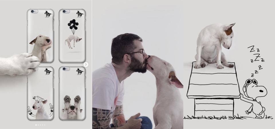 最療癒的家有賤狗！ 萌犬Jimmy Choo與白牆的異想世界