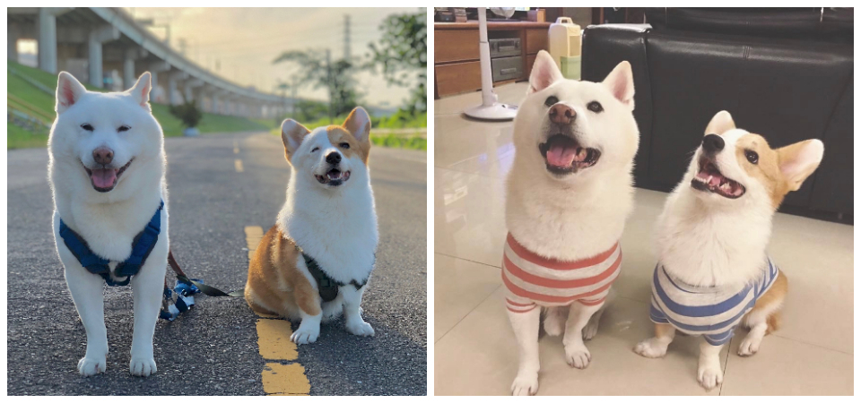 網友說：「看到這個背影就知道是爸爸養的！」 柴犬、柯基迷一定要追蹤的寵物新星