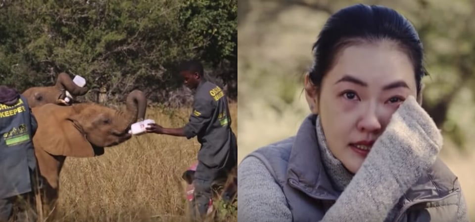 錄製《奇遇人生》親眼見到大象被殘忍獵殺，小S、阿雅非洲行數度淚崩：「這件事情是真的不斷在發生。」