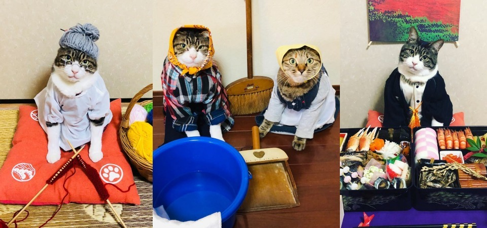 兩隻貓的日常比你還豐富！日本 IG 網紅貓貓 Cosplay 教你日本節慶習俗知識