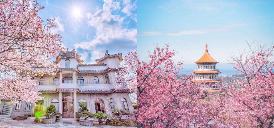 總是人山人海找不到空景？櫻花季 5 個小技巧讓你秒變「櫻花女神」，另外加碼 5 大賞櫻景點！