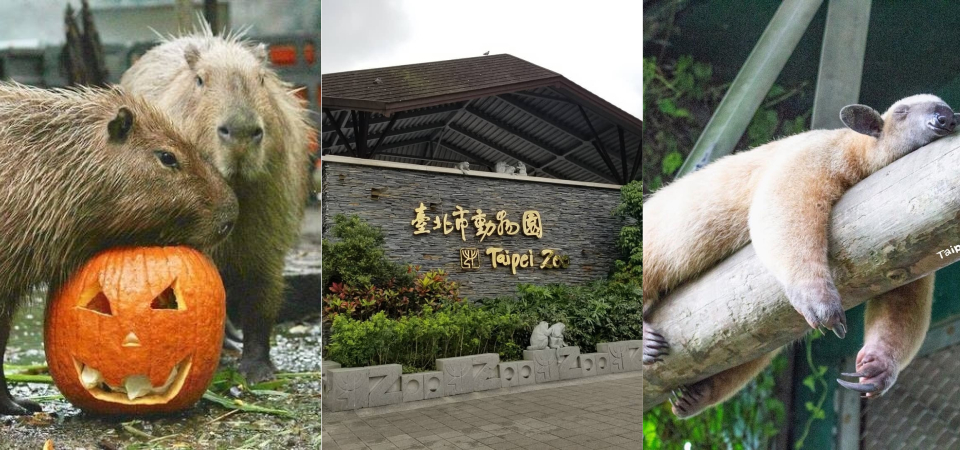 木柵動物園斥資四億打造「熱帶雨林區」！樹懶、水豚君、食蟻獸將出沒，快準備認識新朋友！