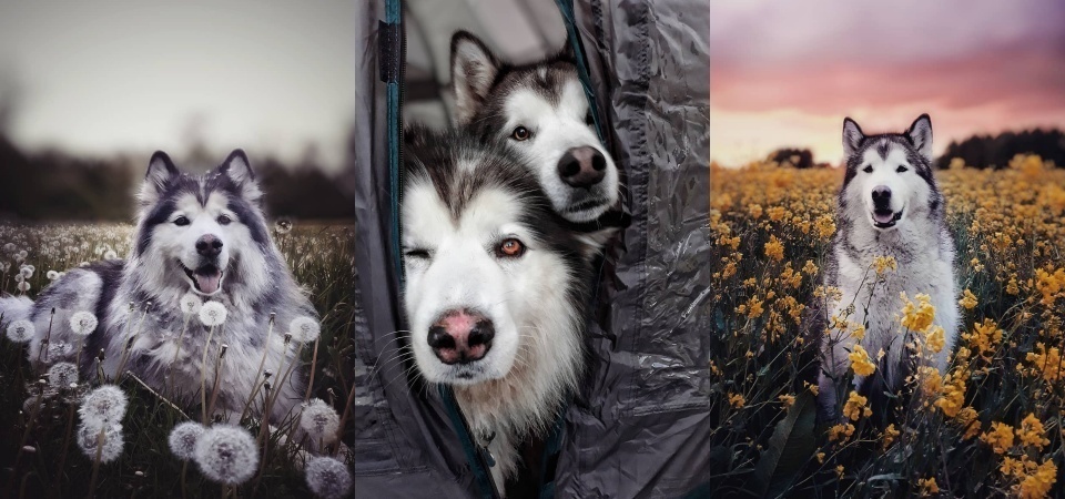 哈士奇與阿拉斯加雪橇犬傻傻分不清楚 不負眾望的二哈似乎都有個歌手夢 Dappei