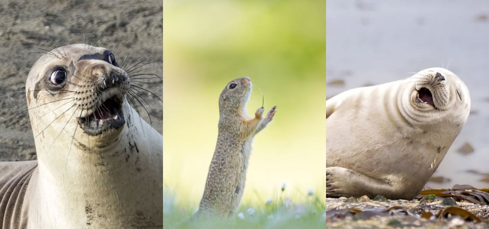 用搞笑的方式來打開嚴肅的保育議題！盤點十張「趣味動物野生攝影比賽」的超幽默作品，每一張都笑到噴飯！