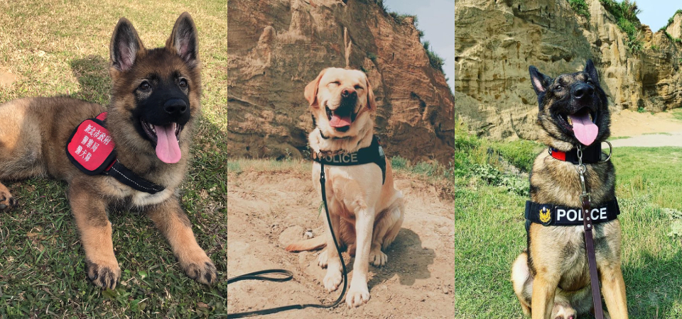 每天累到笑不出來？快追蹤這 7 隻「超萌警犬」療癒身心，緝毒、偵爆還有血跡偵蒐都是強項！