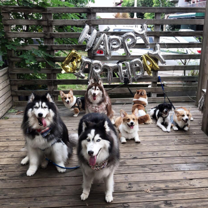 拜託就讓我這樣幸福下去吧！精選 4 家「新竹寵物餐廳」，完成你被寵物圍繞的夢想！