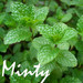 Minty Wang
