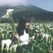 Ping rong